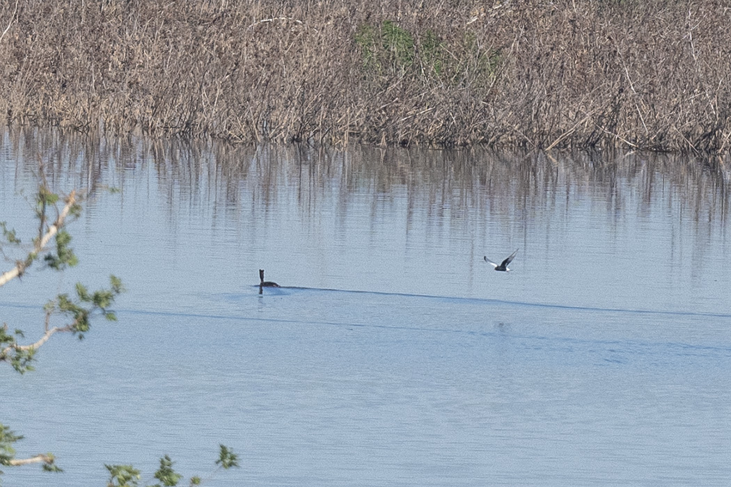 White-winged Tern